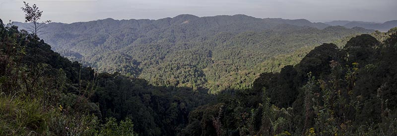 66 - Ruanda - parque nacional de Nyungwe - panoramica